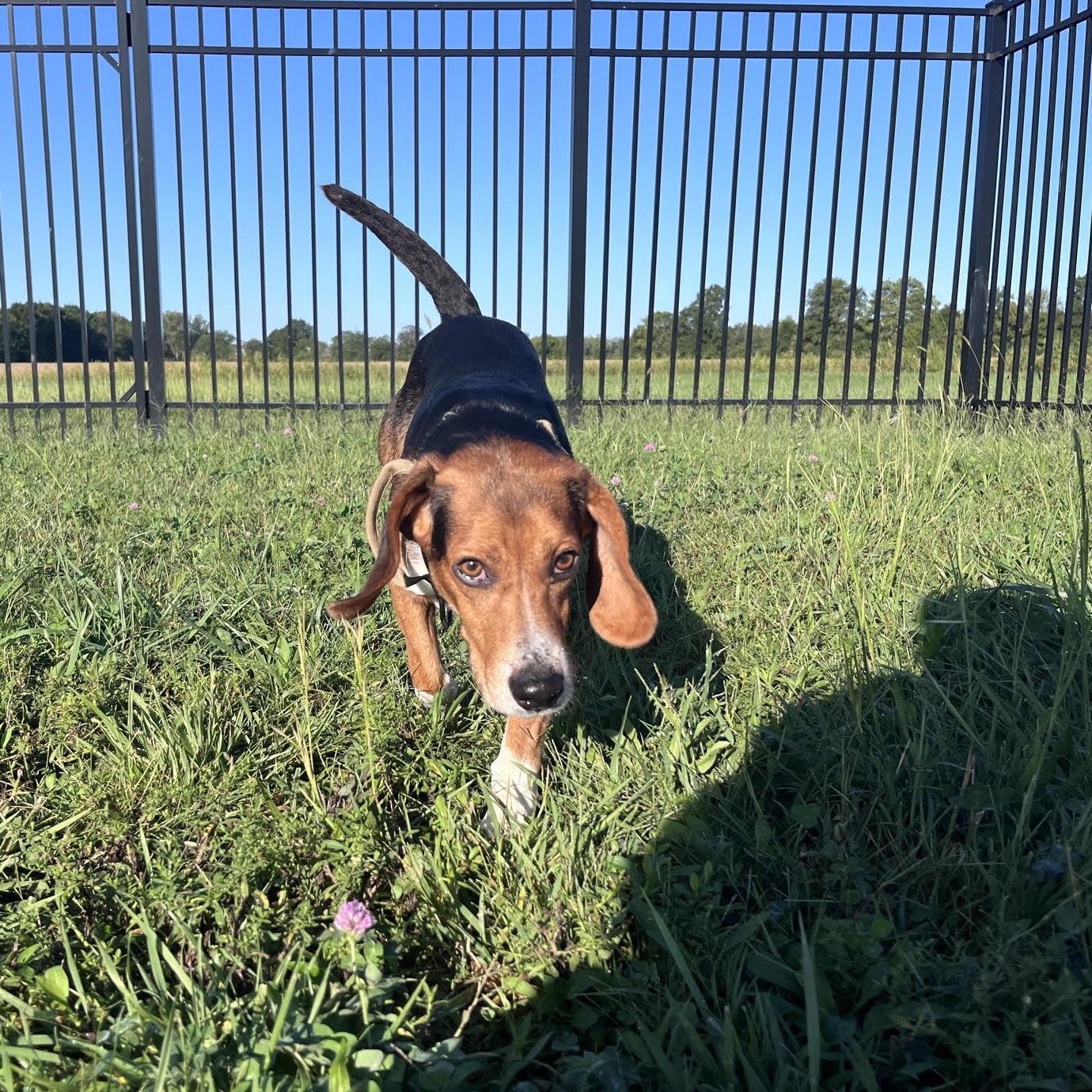 Enlarge Wishbone, a Adoptable Beagle in West Jefferson, OH image 3/6