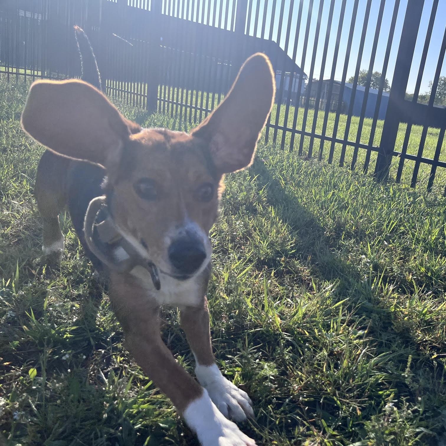 Enlarge Wishbone, a Adoptable Beagle in West Jefferson, OH image 6/6