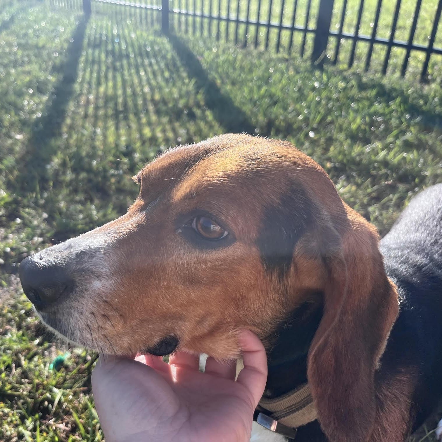 Enlarge Wishbone, a Adoptable Beagle in West Jefferson, OH image 5/6