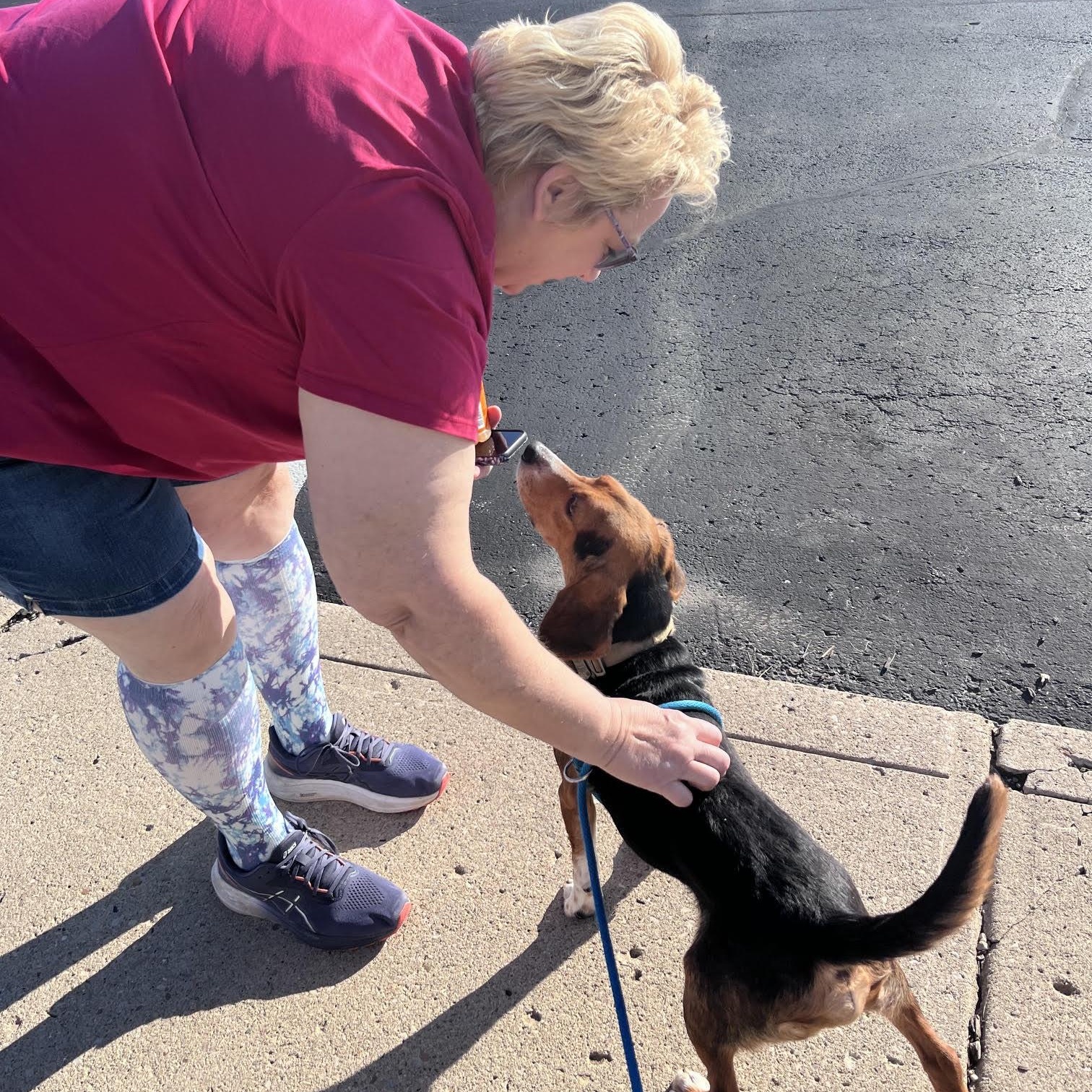 Enlarge Wishbone, a Adoptable Beagle in West Jefferson, OH image 2/6