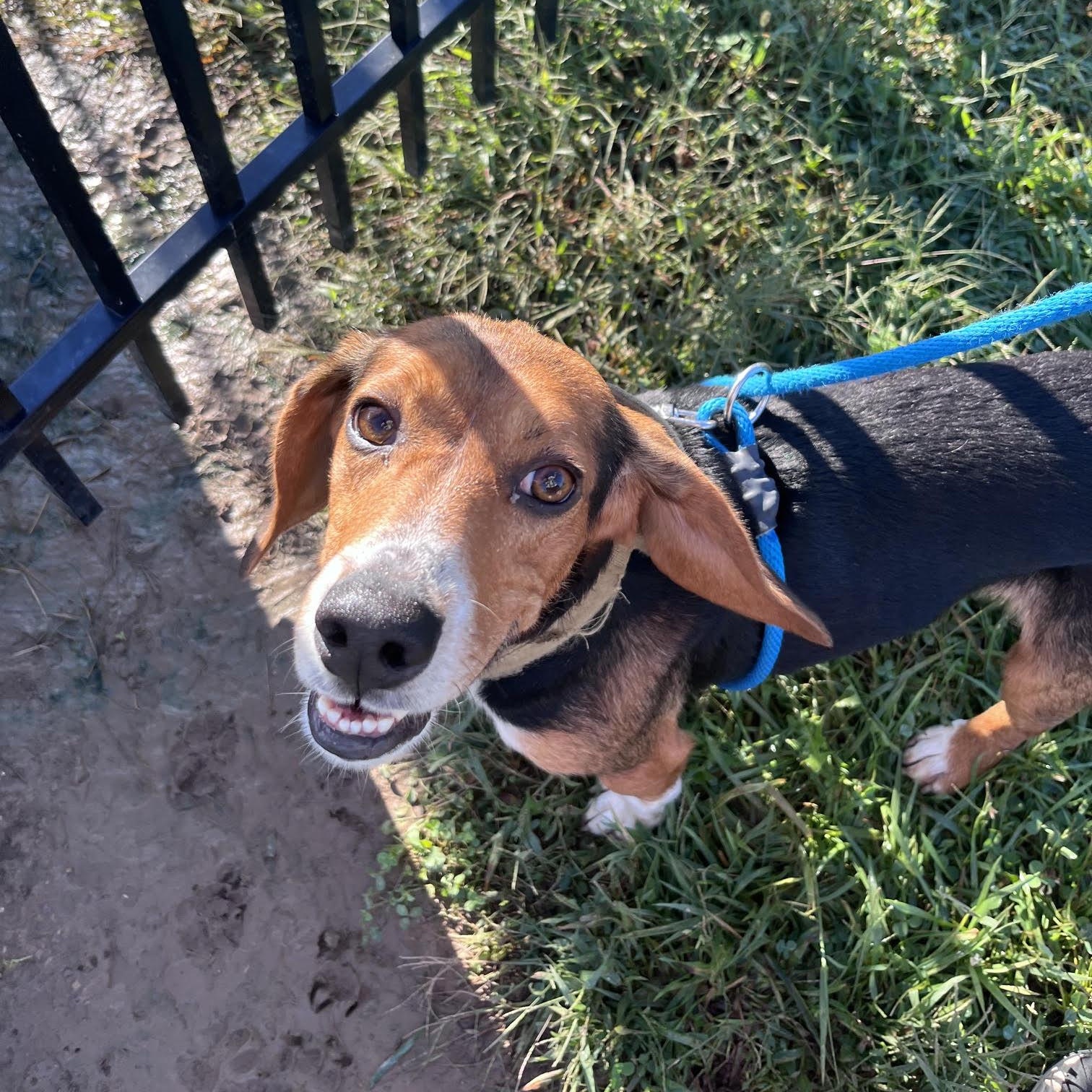 Enlarge Wishbone, a Adoptable Beagle in West Jefferson, OH image 1/6