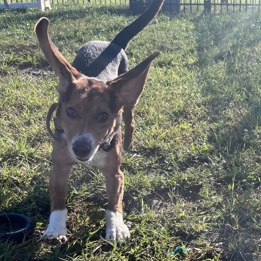 Enlarge Wishbone, a Adoptable Beagle in West Jefferson, OH image 4/6