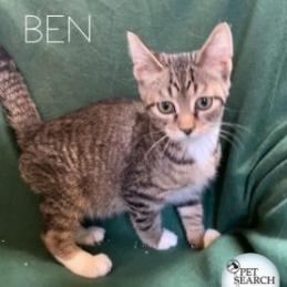 Enlarge Ben, a Adoptable Domestic Short Hair in Washington, PA image 1/2
