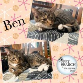 Enlarge Ben, a Adoptable Domestic Short Hair in Washington, PA image 2/2