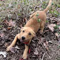 Enlarge Sierra Cray, an adopted mixed breed in Watertown, CT image 2/3