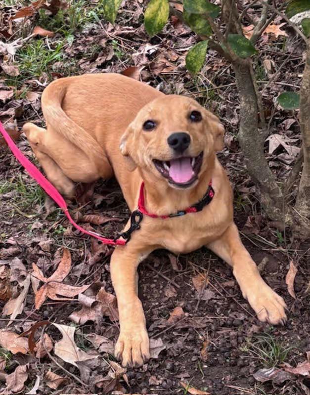 Enlarge Sierra Cray, an adopted mixed breed in Watertown, CT image 1/3