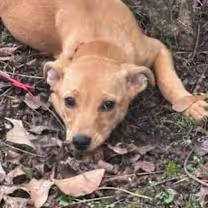 Enlarge Sierra Cray, an adopted mixed breed in Watertown, CT image 3/3