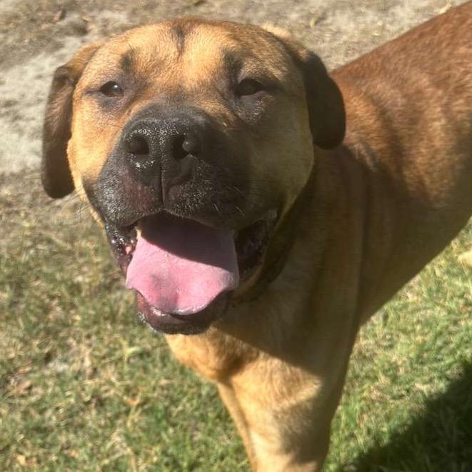 Auggie, Adoptable, Adult Male Bullmastiff & German Shepherd Dog.