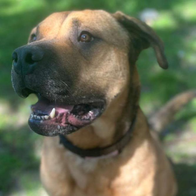 Enlarge Auggie, a Adoptable mixed breed in San Jacinto, CA image 2/5