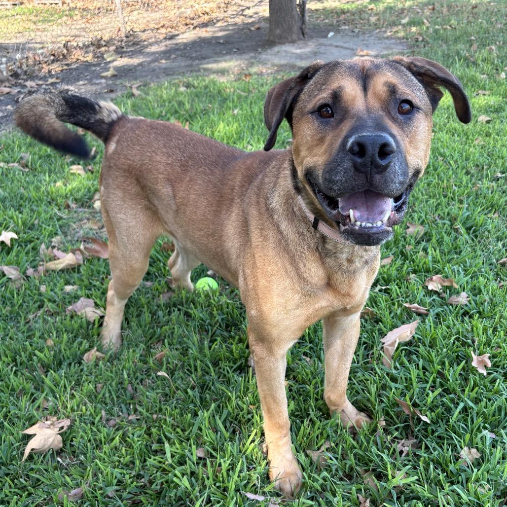 Enlarge Auggie, a Adoptable mixed breed in San Jacinto, CA image 3/5