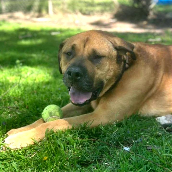 Enlarge Auggie, a Adoptable mixed breed in San Jacinto, CA image 4/5