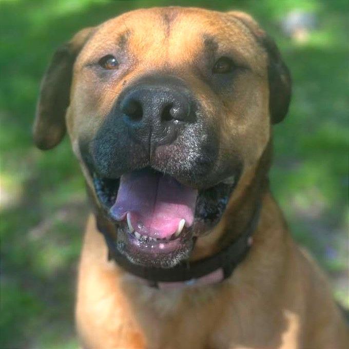 Enlarge Auggie, a Adoptable mixed breed in San Jacinto, CA image 5/5