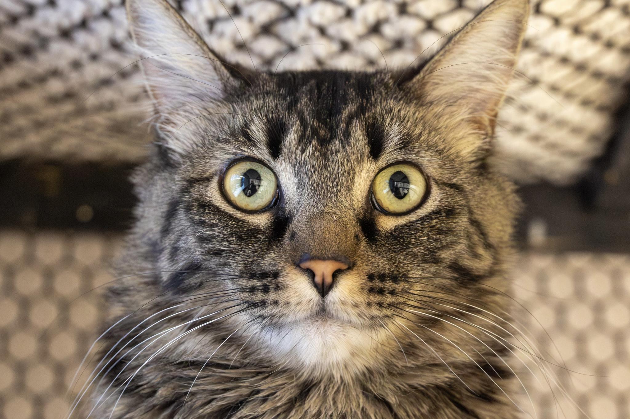 Liesl, an adoptable Domestic Long Hair in Fountain Hills, AZ image 3/3