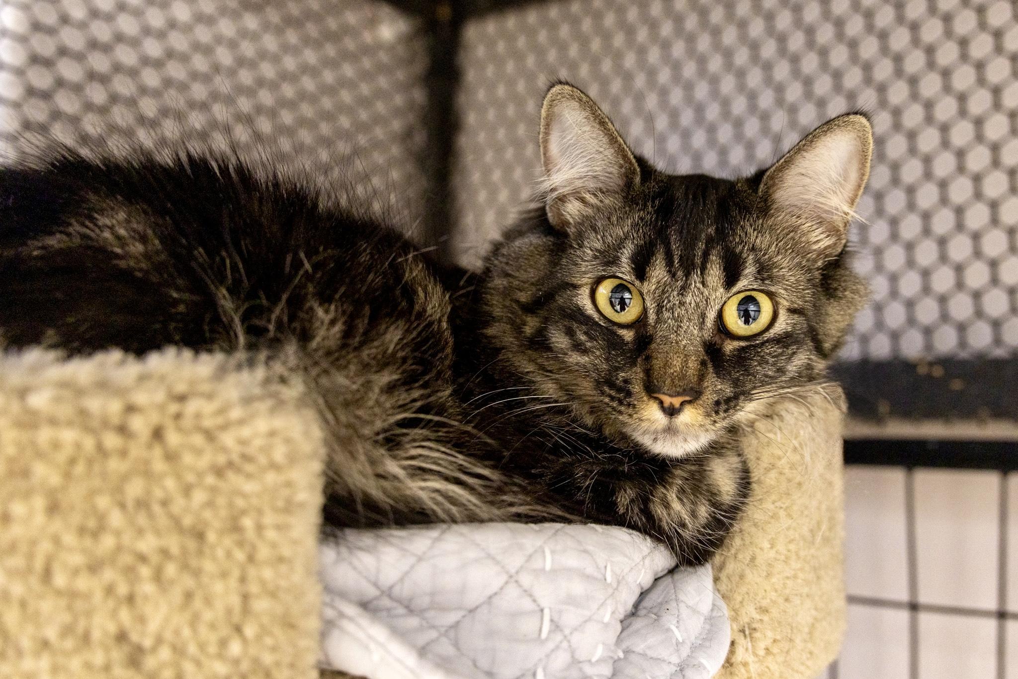Liesl, adoptable, Adult Female Domestic Long Hair.