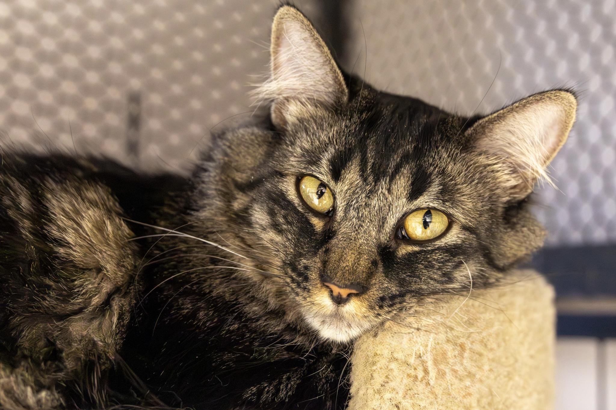 Liesl, an adoptable Domestic Long Hair in Fountain Hills, AZ image 2/3