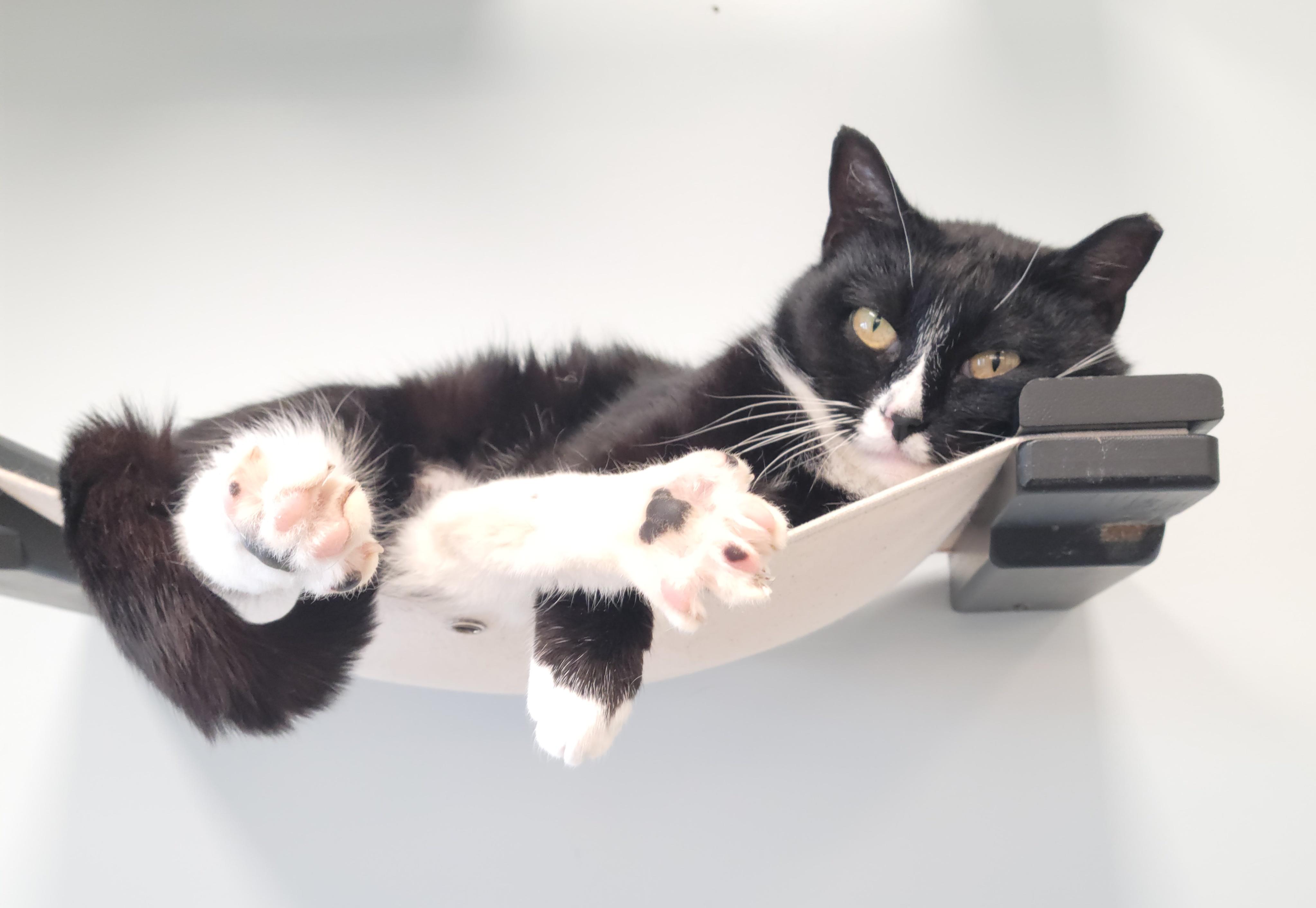 Enlarge Zenyatta, a ADOPTABLE Domestic Short Hair in Fairfax, VA image 1/5