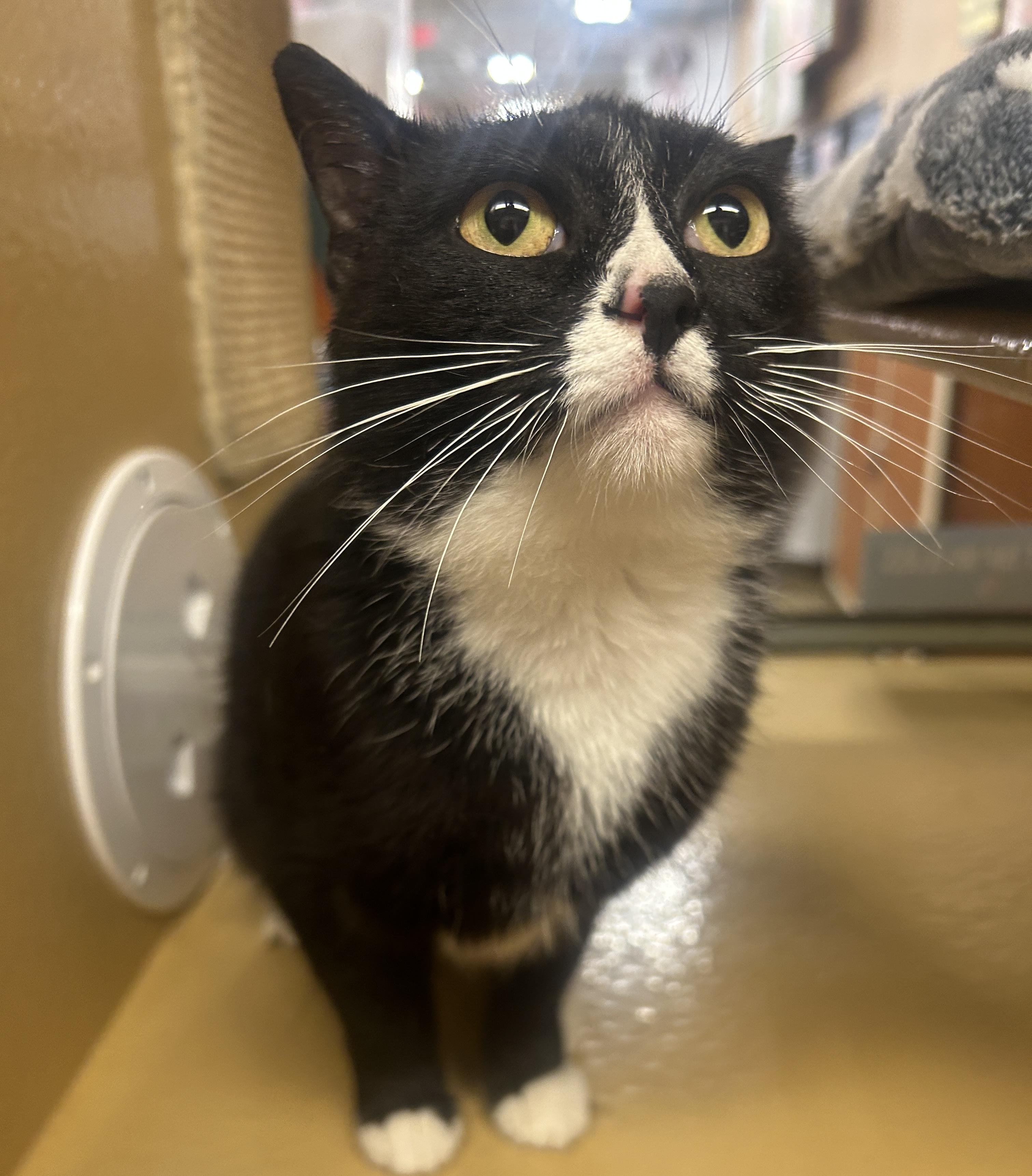 Enlarge Zenyatta, a ADOPTABLE Domestic Short Hair in Fairfax, VA image 3/5