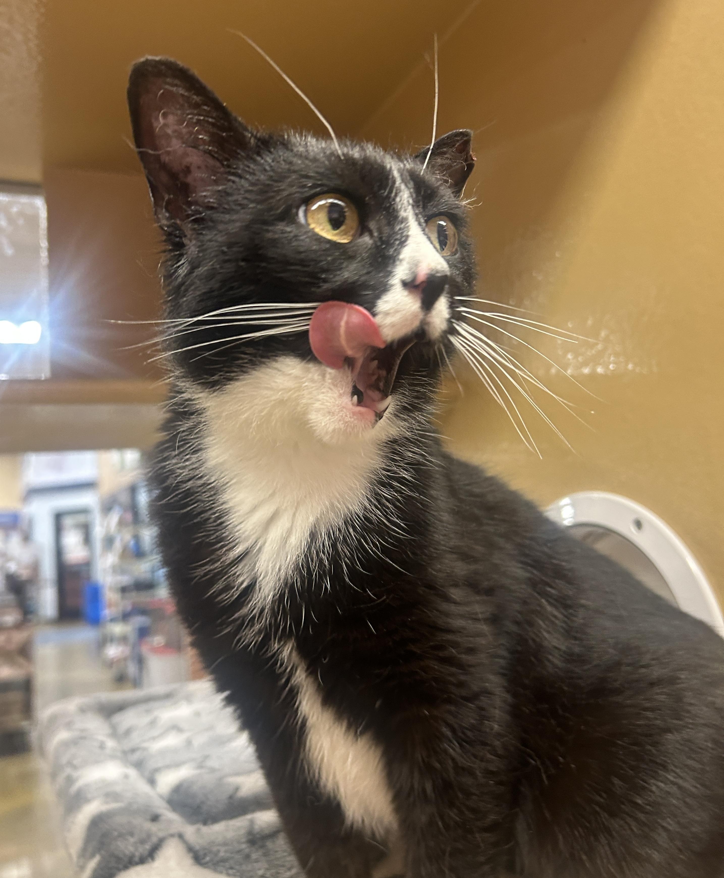 Enlarge Zenyatta, a ADOPTABLE Domestic Short Hair in Fairfax, VA image 4/5