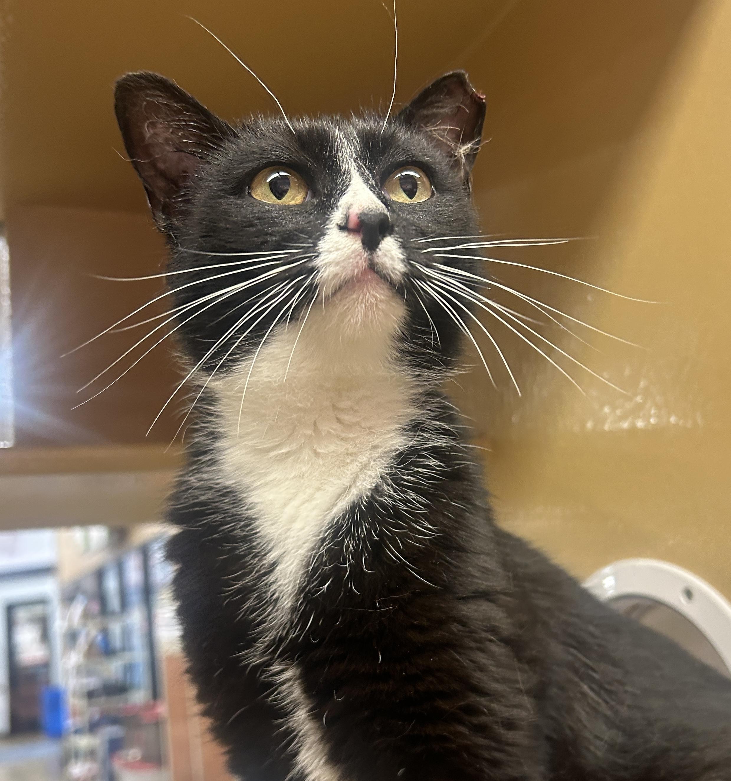 Enlarge Zenyatta, a ADOPTABLE Domestic Short Hair in Fairfax, VA image 2/5