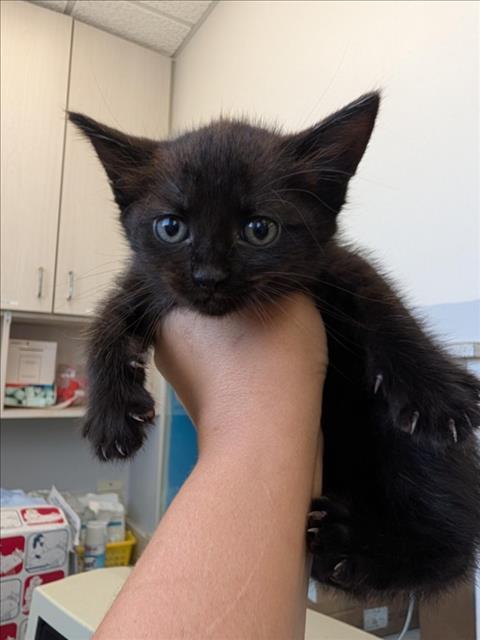 CARBORATOR, Adoptable, Kitten Male Domestic Short Hair.