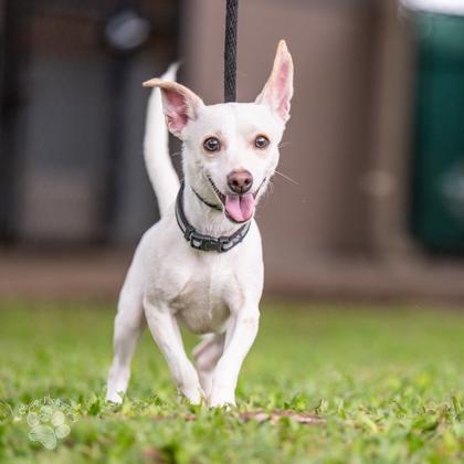 Whitmore, Adoptable, Adult Male Chihuahua & Mixed Breed.
