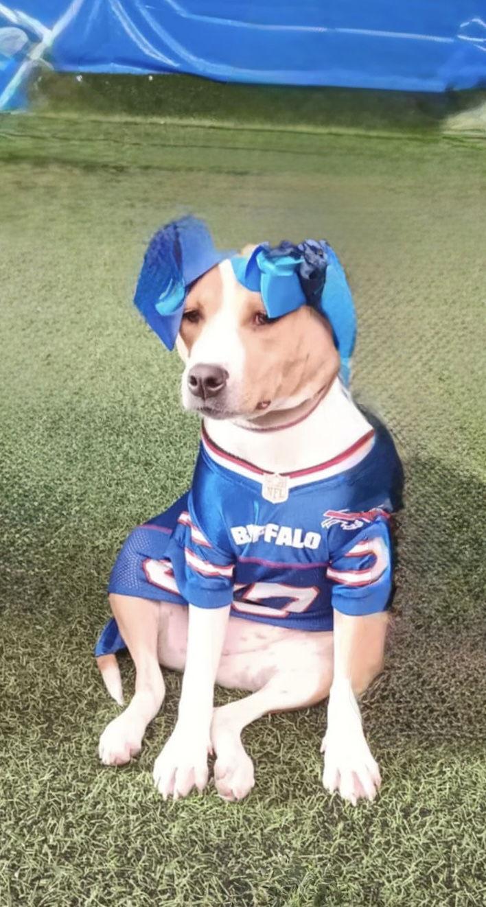 Addie, Adoptable, Puppy Female Labrador Retriever & Hound.