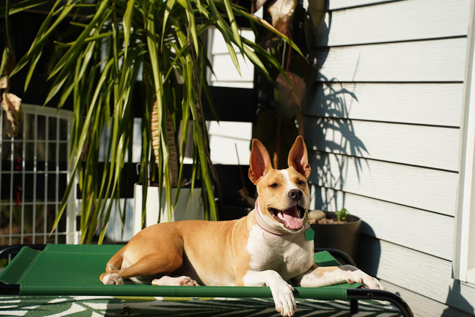 Addie, a Adoptable mixed breed in Tonawanda, NY image 2/3