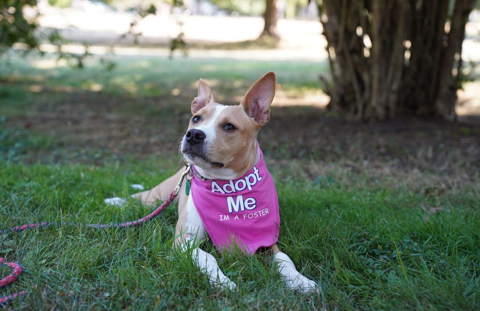 Addie, a Adoptable mixed breed in Tonawanda, NY image 3/3