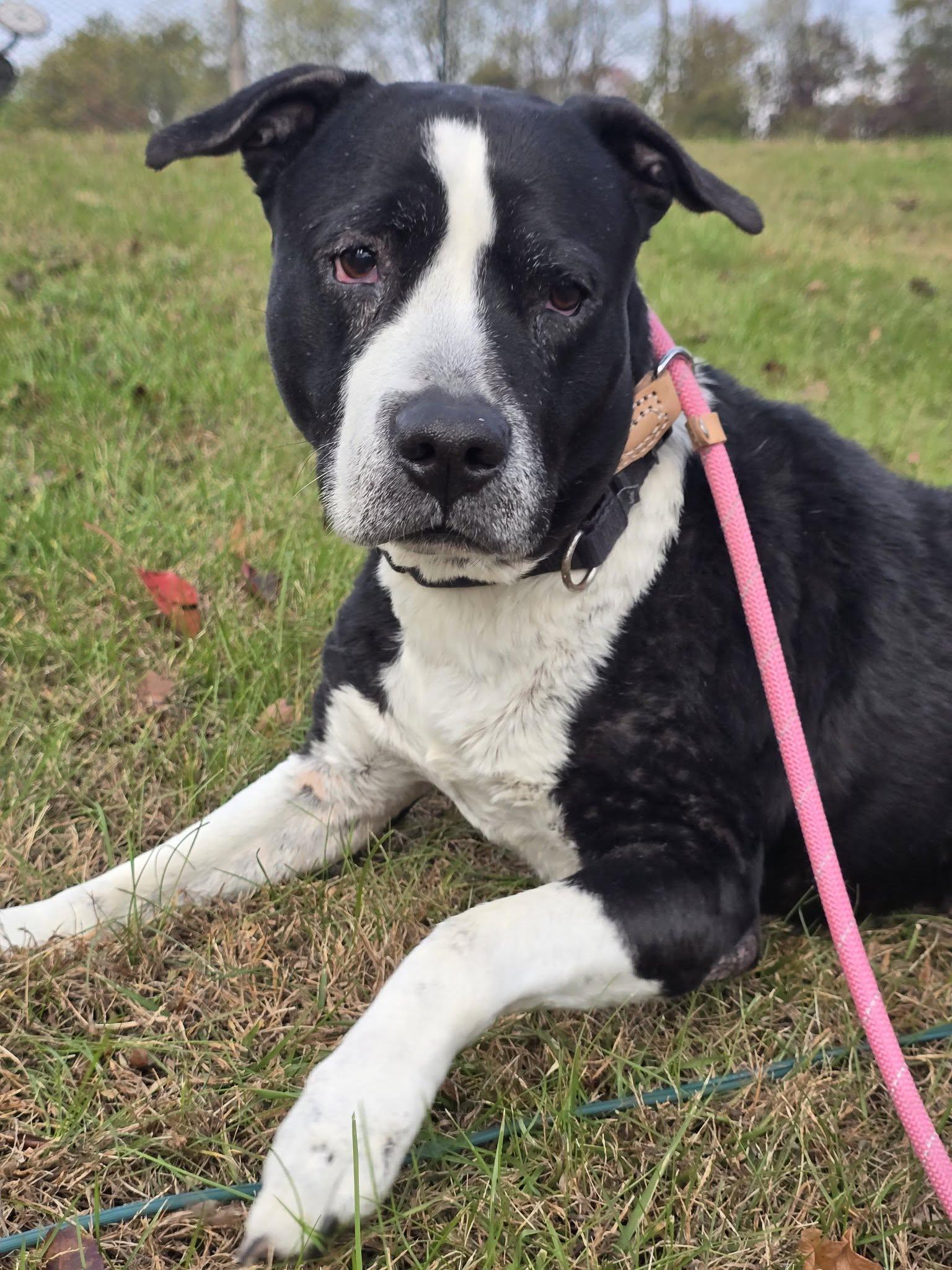 Enlarge Norman, a ADOPTABLE Pit Bull Terrier in Edison, NJ image 1/1