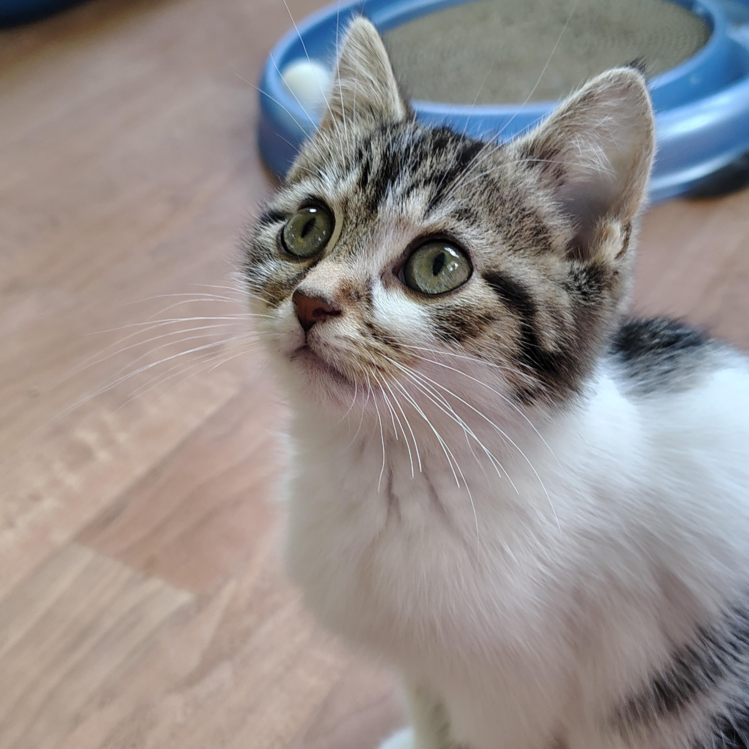 Johnny, adopted, Kitten Male Tabby & Domestic Short Hair.