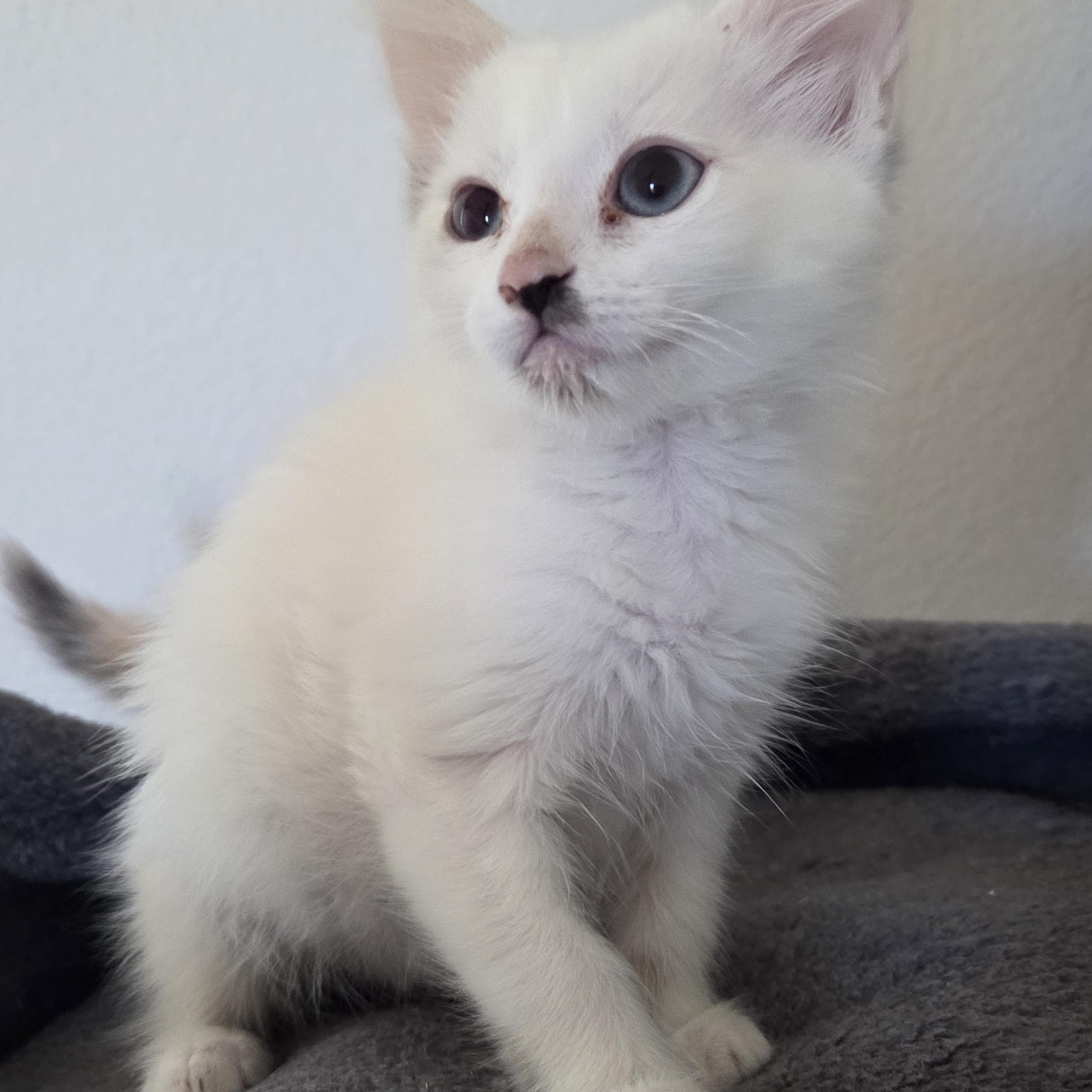 Enlarge Glimmer, a Adopted mixed breed in Saugus, CA image 1/2