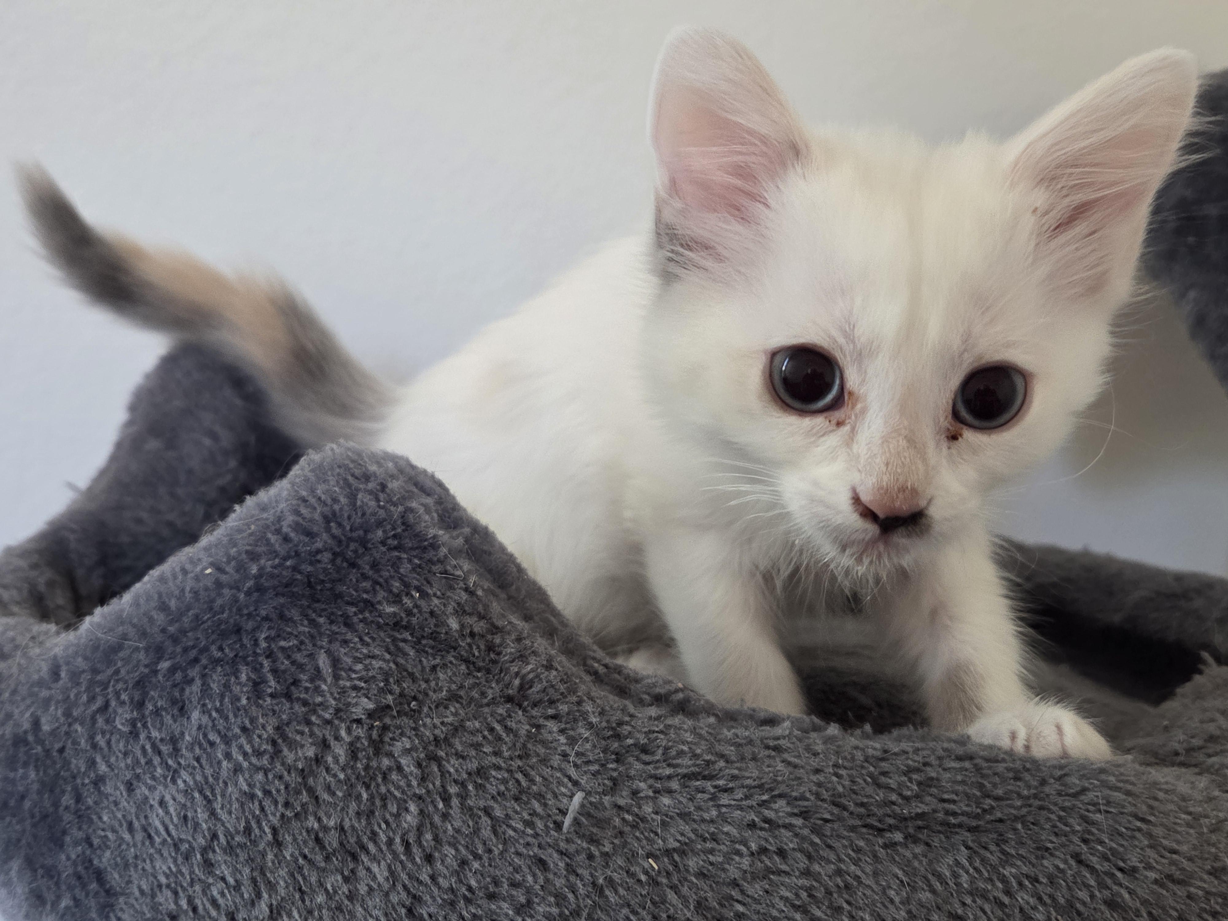 Enlarge Glimmer, a Adopted mixed breed in Saugus, CA image 2/2