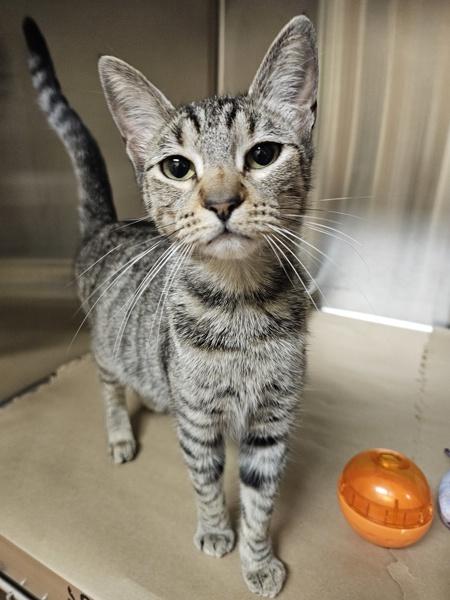 Sameera, Adoptable, Young Female Domestic Short Hair.