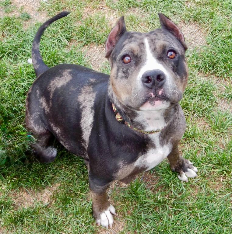 Nina, ADOPTABLE, Adult Female American Staffordshire Terrier & Mixed Breed.
