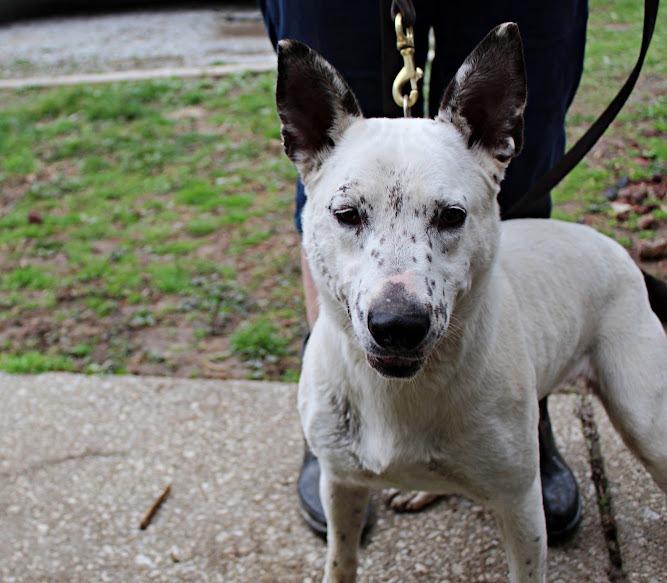 Moira, Adoptable, Adult Female Cattle Dog.