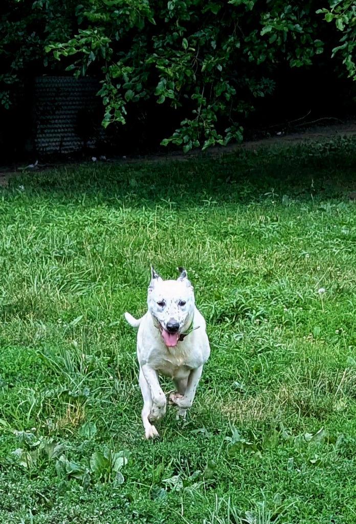 Moira, a Adoptable mixed breed in Indianapolis, IN image 2/6