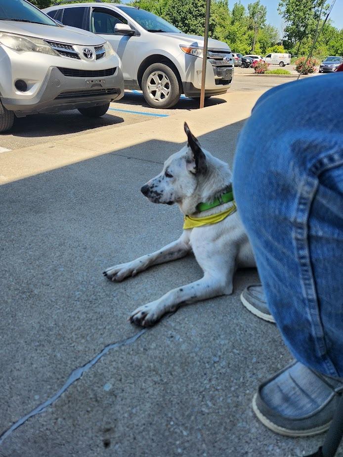 Moira, a Adoptable mixed breed in Indianapolis, IN image 3/6