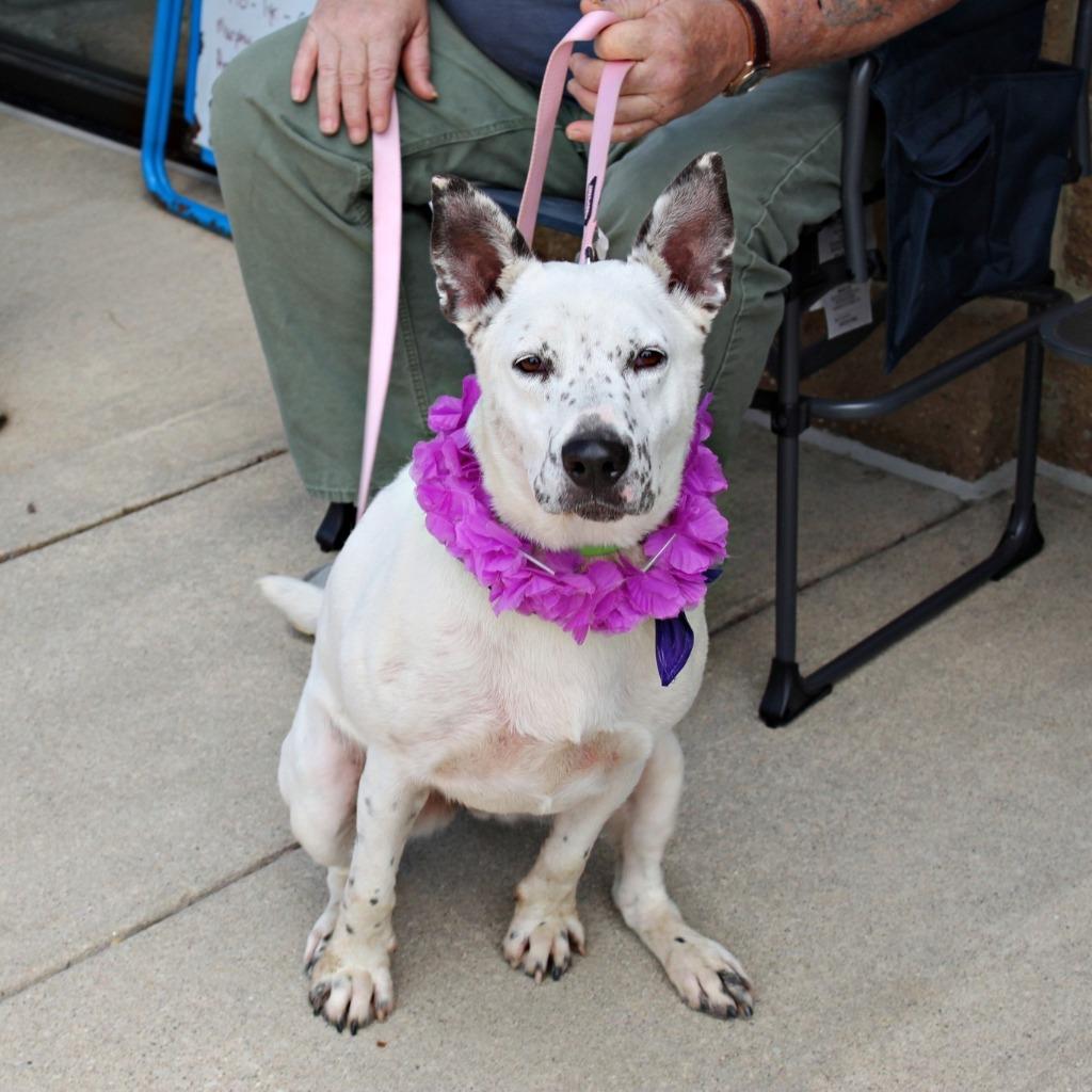 Moira, a Adoptable mixed breed in Indianapolis, IN image 5/6
