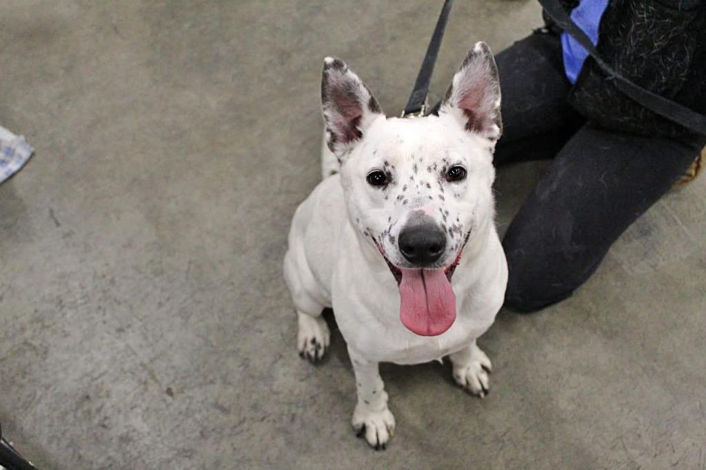 Moira, a Adoptable mixed breed in Indianapolis, IN image 6/6