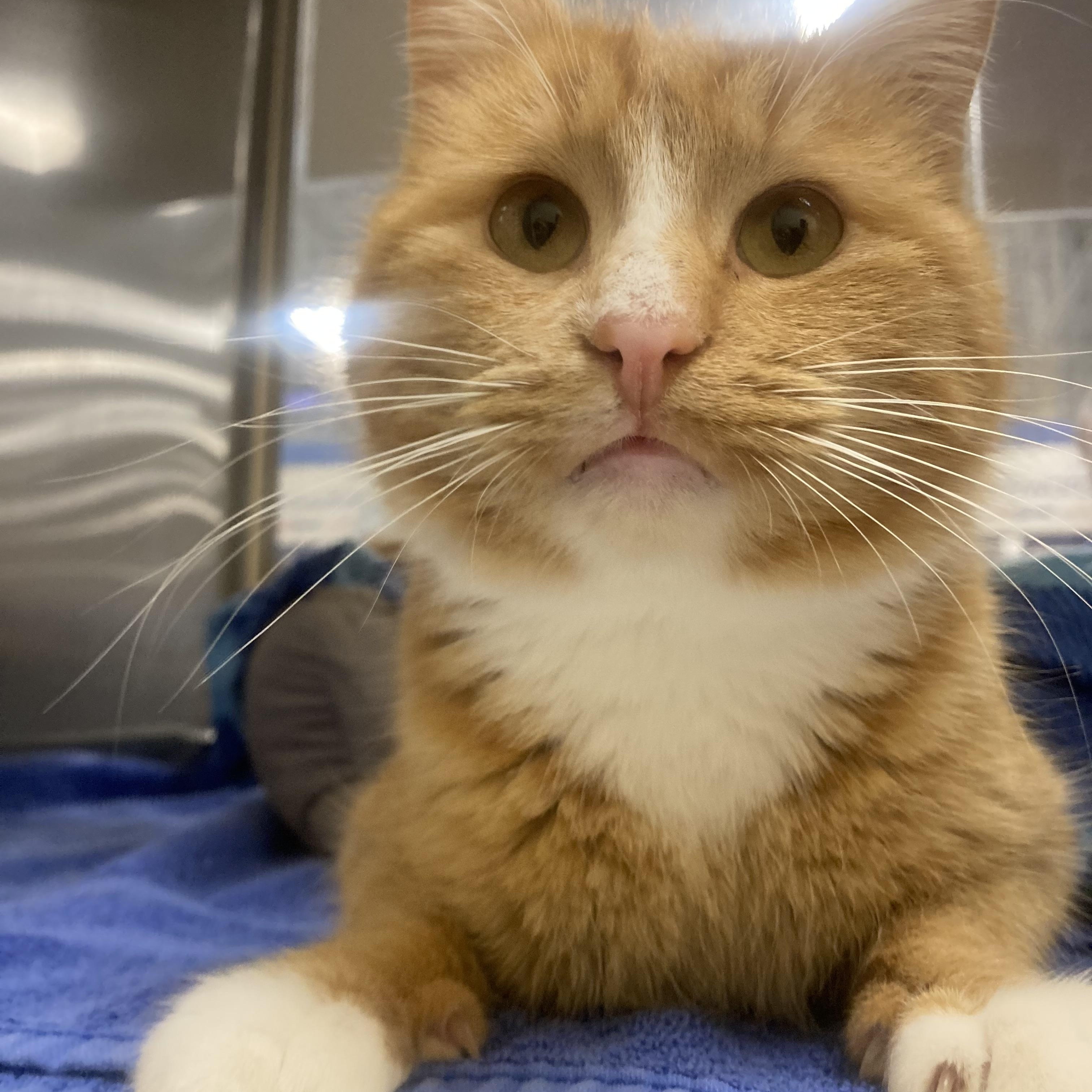 Percy, ADOPTABLE, Young Male Domestic Short Hair.