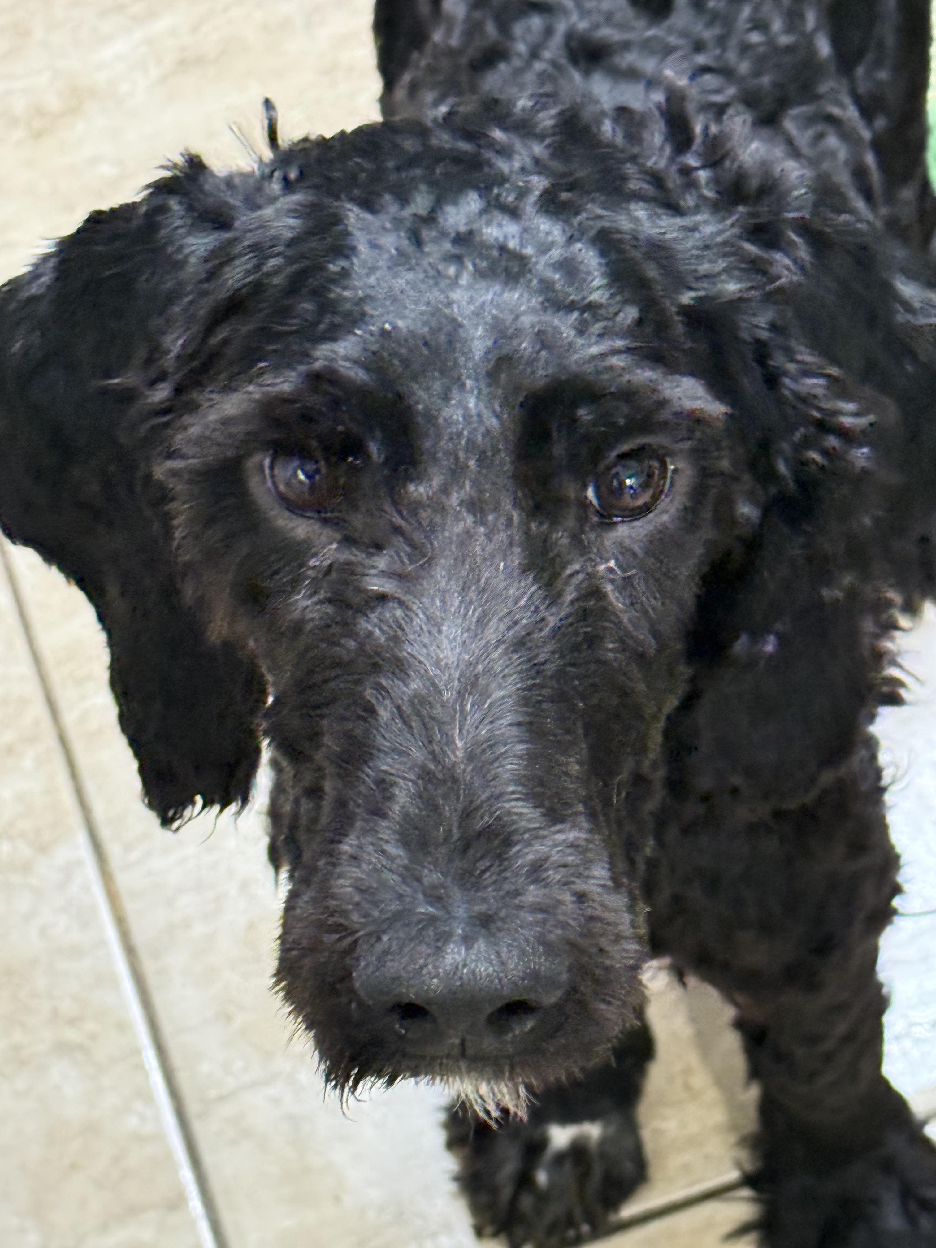 Midnight (Sproodle), a ADOPTABLE mixed breed in Maine, NY image 1/4