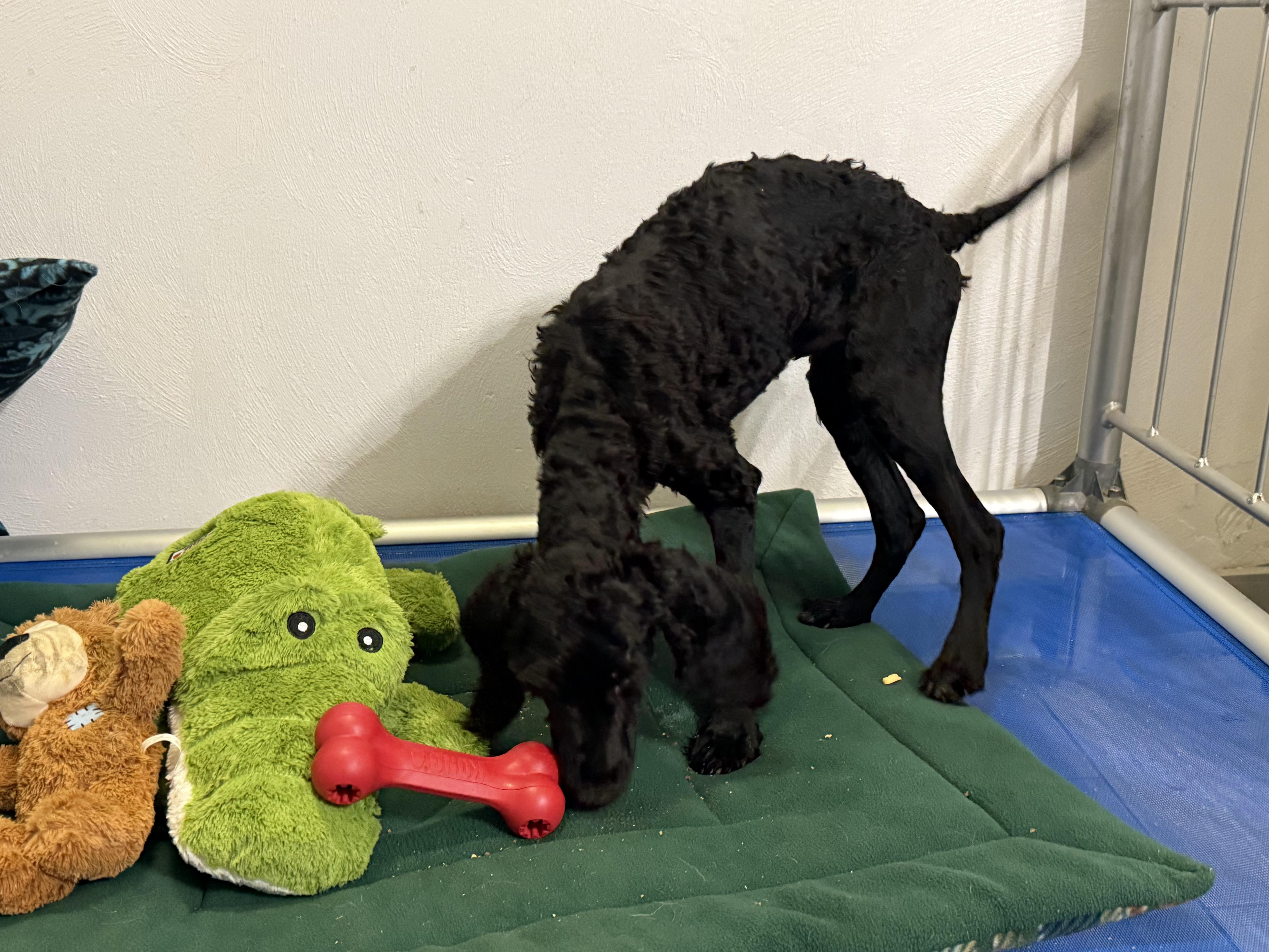 Midnight (Sproodle), a ADOPTABLE mixed breed in Maine, NY image 4/4