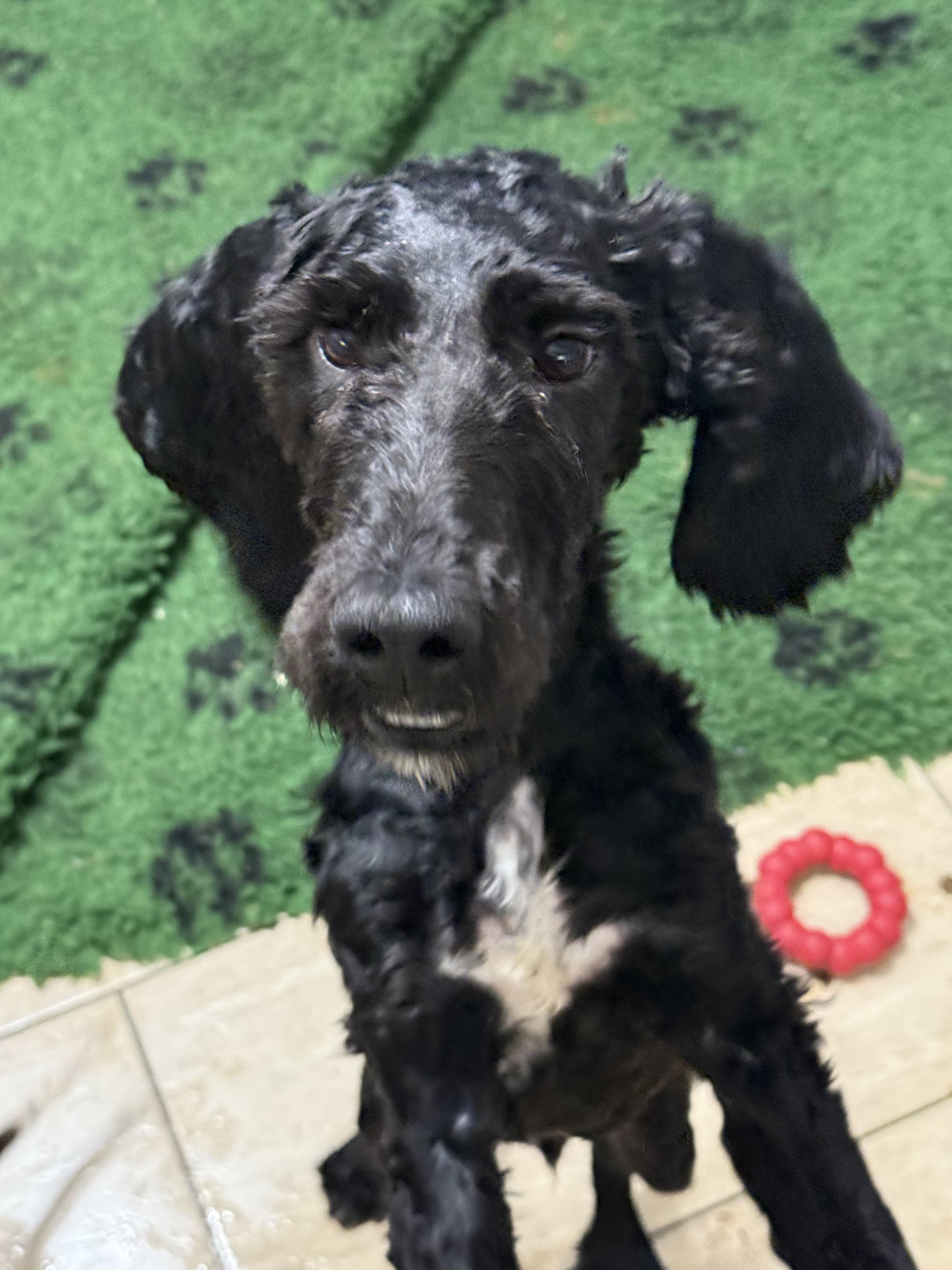 Midnight (Sproodle), a ADOPTABLE mixed breed in Maine, NY image 3/4