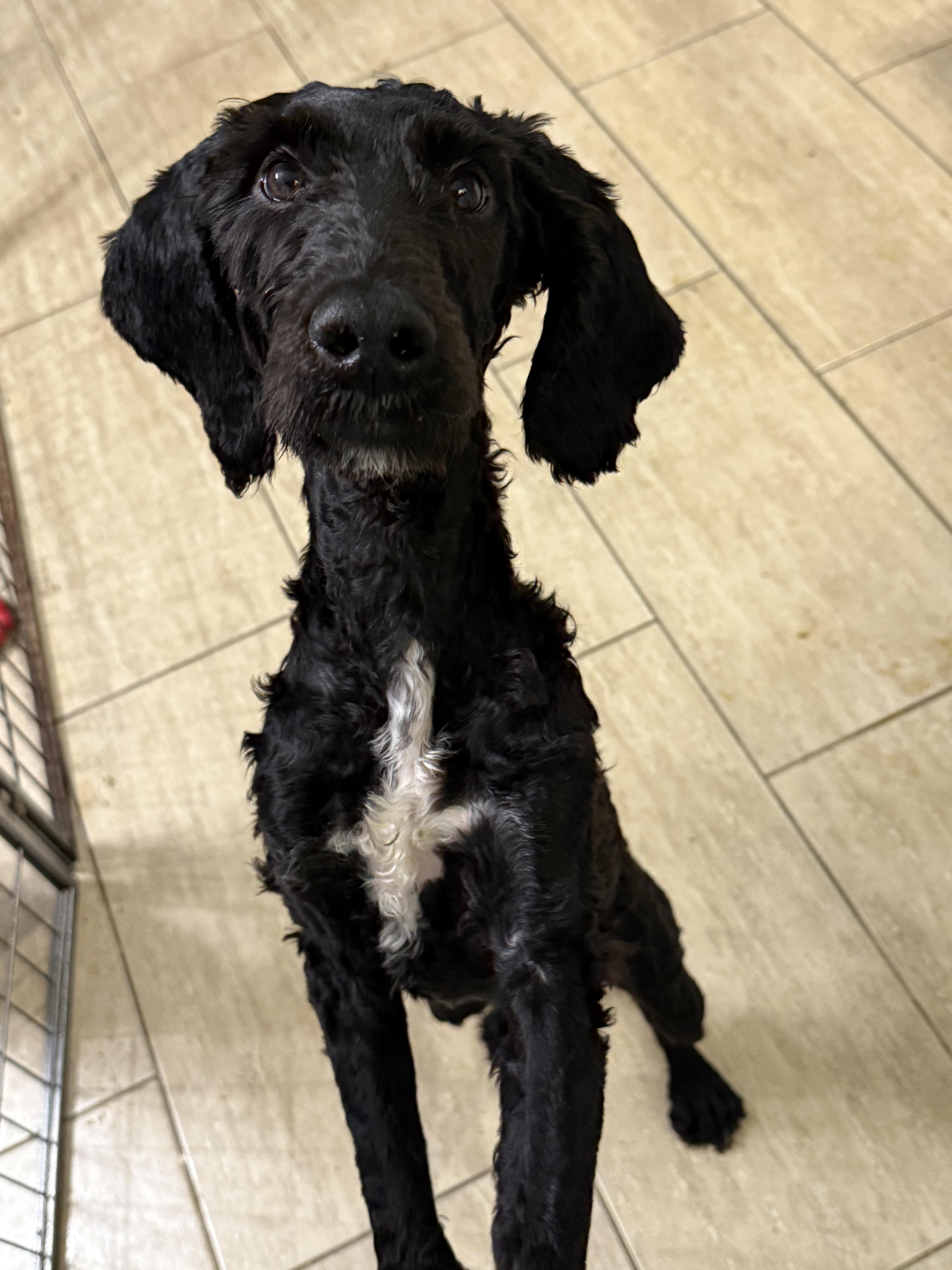 Midnight (Sproodle), a ADOPTABLE mixed breed in Maine, NY image 2/4