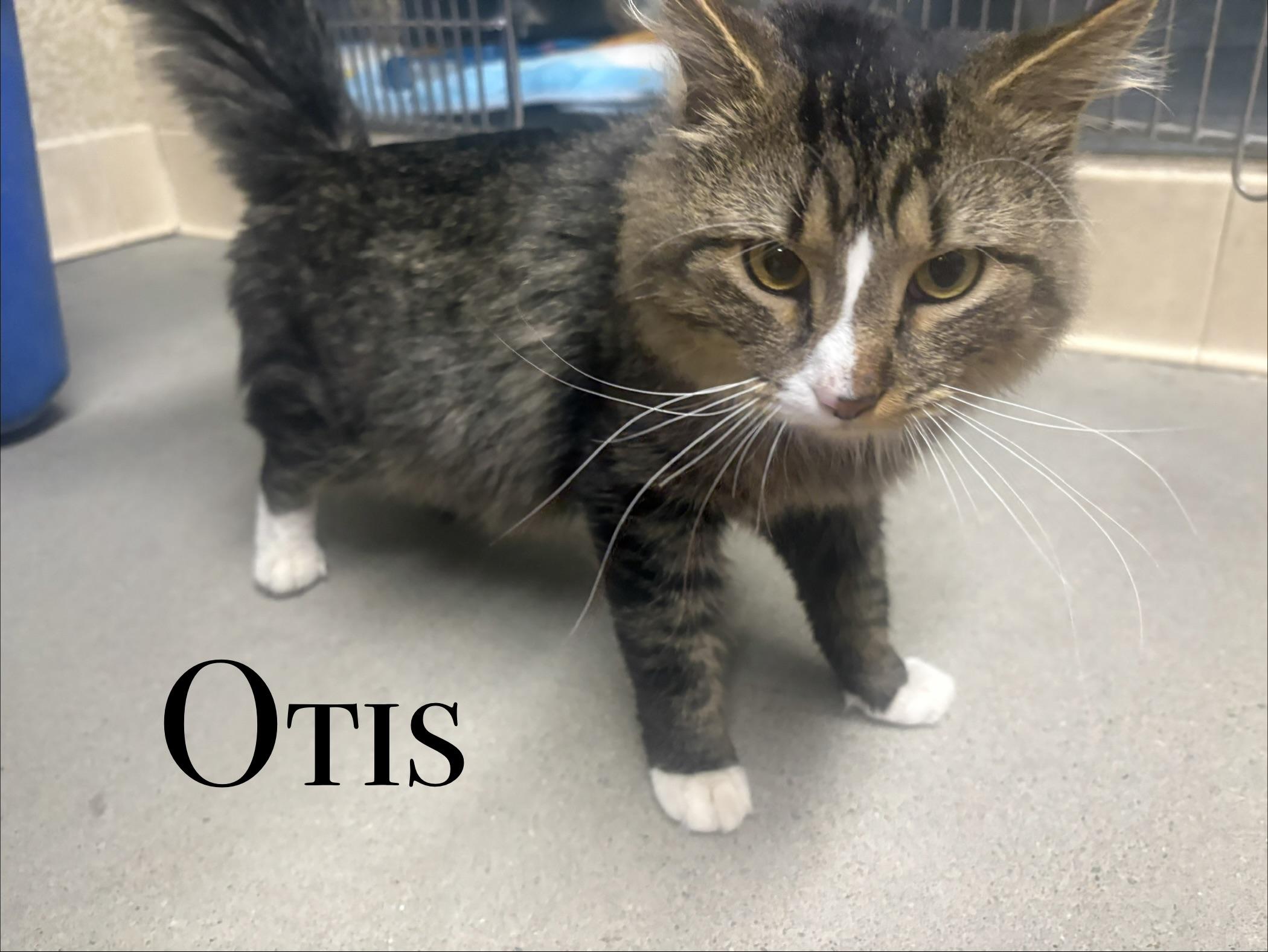 Otis, adopted, Adult Male Domestic Short Hair.