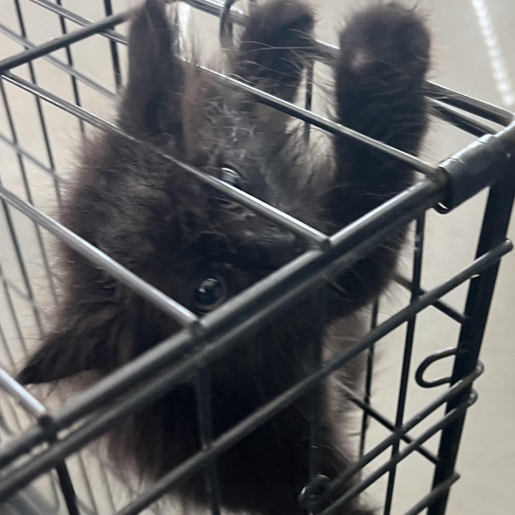 Jade, a Adoptable Domestic Long Hair in Aledo, TX image 1/6