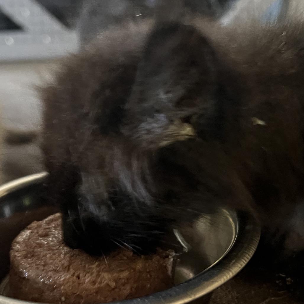 Jade, a Adoptable Domestic Long Hair in Aledo, TX image 3/6