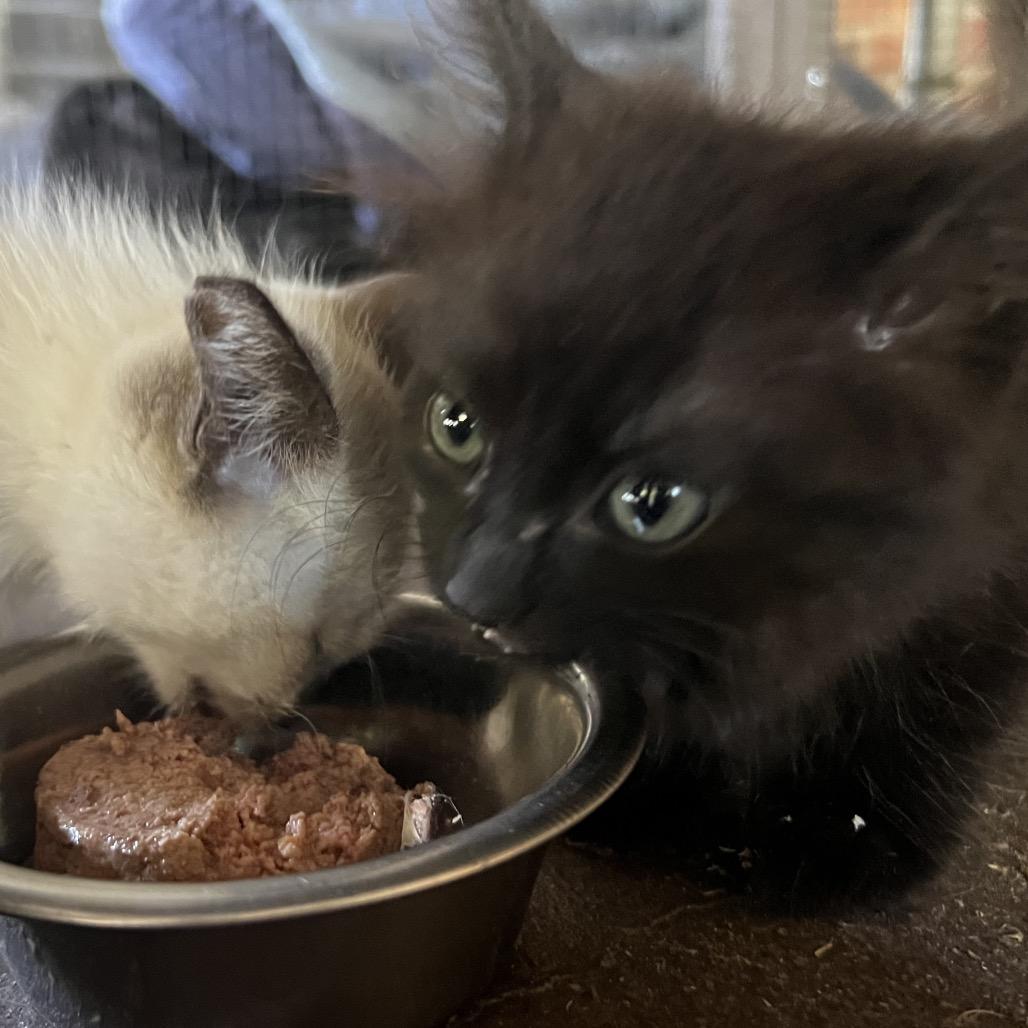 Jade, a Adoptable Domestic Long Hair in Aledo, TX image 4/6