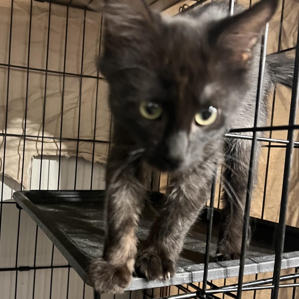 Jade, a Adoptable Domestic Long Hair in Aledo, TX image 5/6