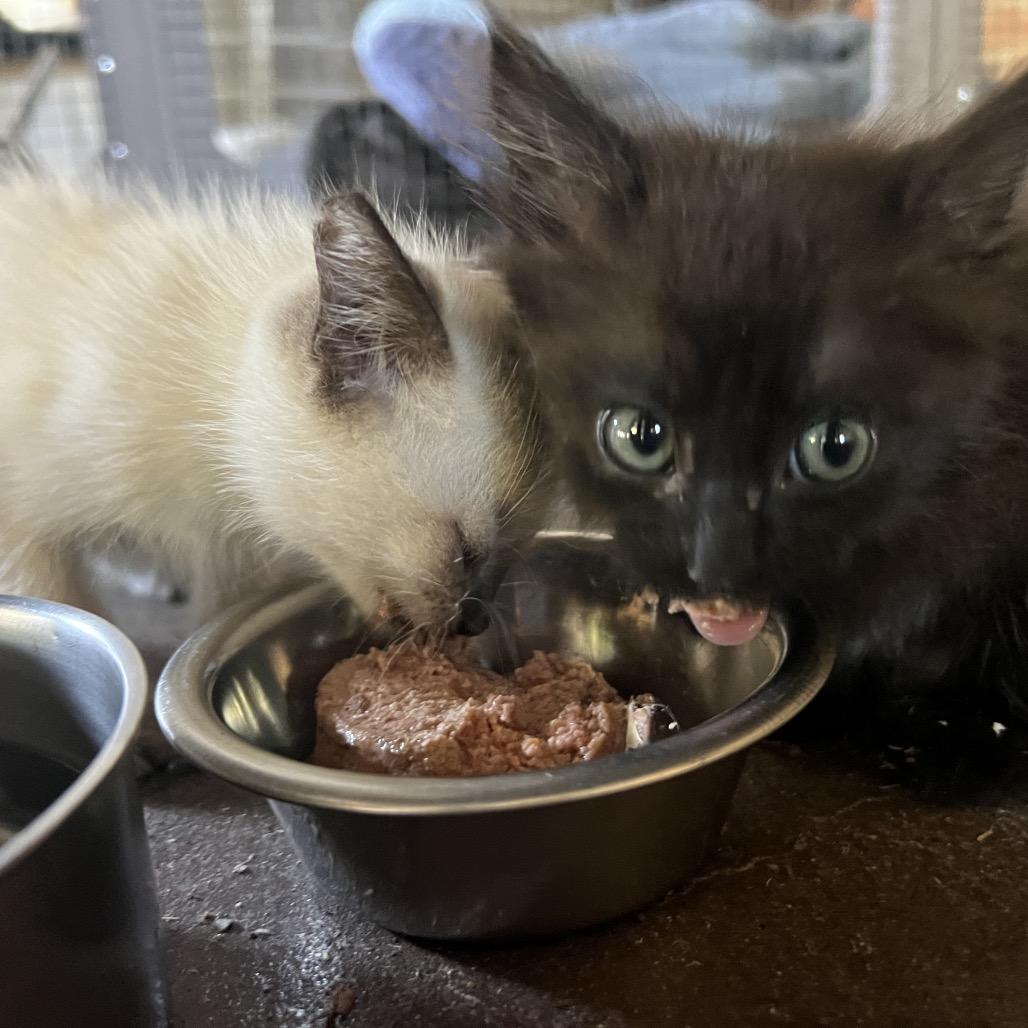 Jade, a Adoptable Domestic Long Hair in Aledo, TX image 6/6